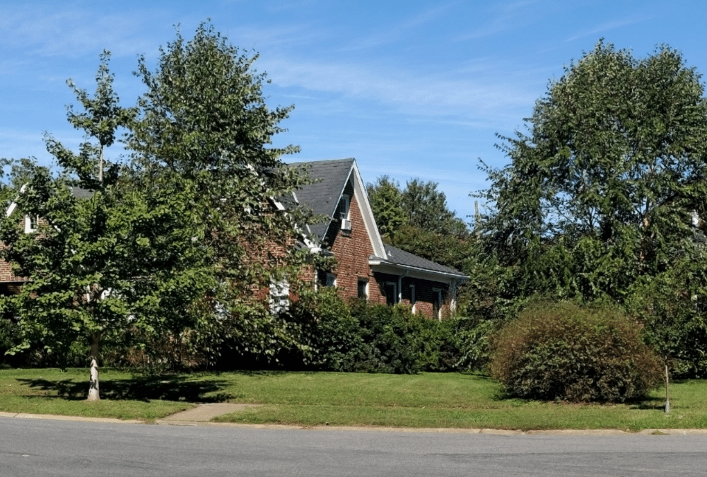 Tree fallen across a road