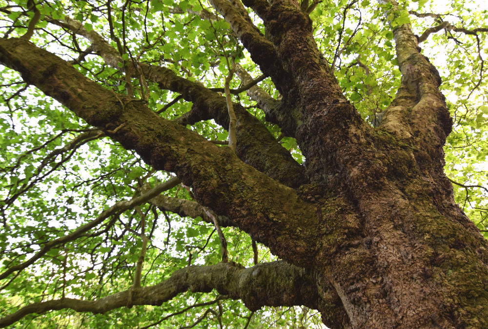 mature-tree-health-1000x675