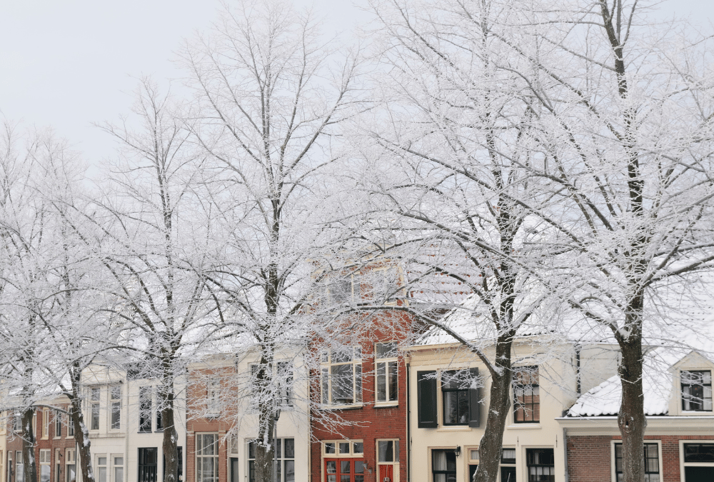 tree-damage-from-winds-and-snow-1000x675 (1)