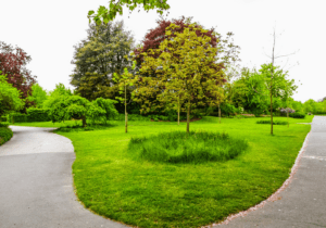 855TREEMAN - Park pathway with trees - Urban Biodiversity Blog