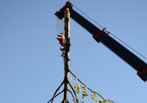 crane-assisted tree removal