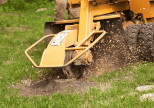 tree stump grinding for lawn care professional arborist tree stump removal services