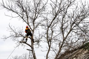 Arborist making a clean branch-collar cut to clear a roof safely